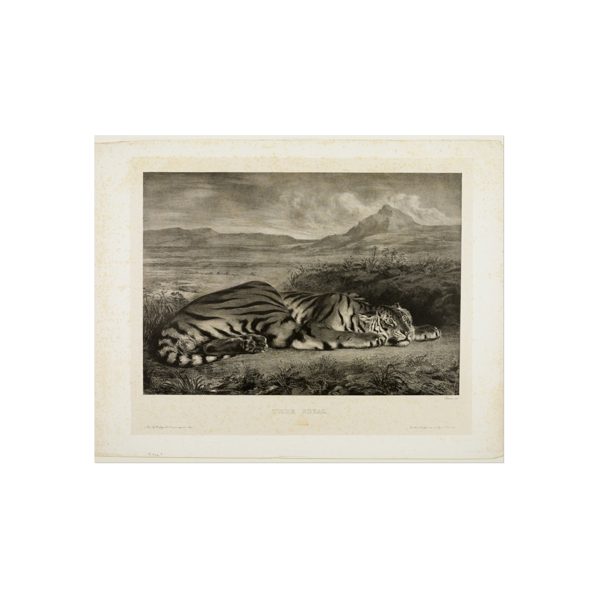 Bengal Tiger Eugène Delacroix Fine Art Poster