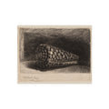 Rembrandt van Rijn - The Shell | Fine Art Poster
