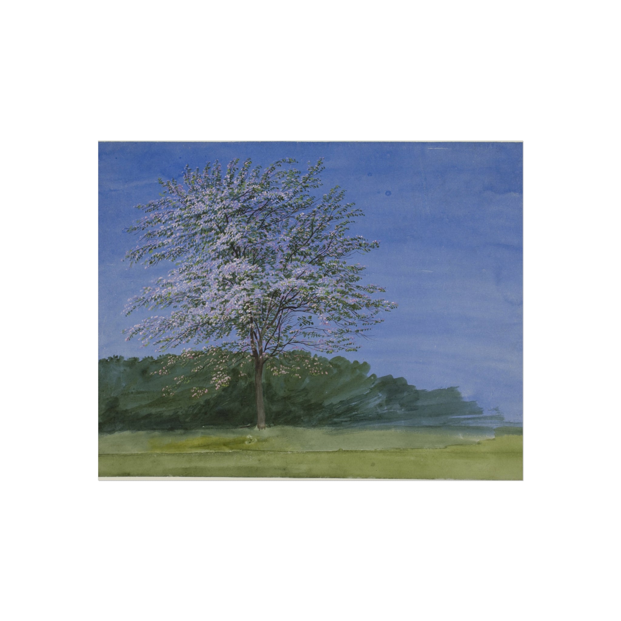 Study of a Tree in Bloom J. M. W. Turner Fine Art Poster