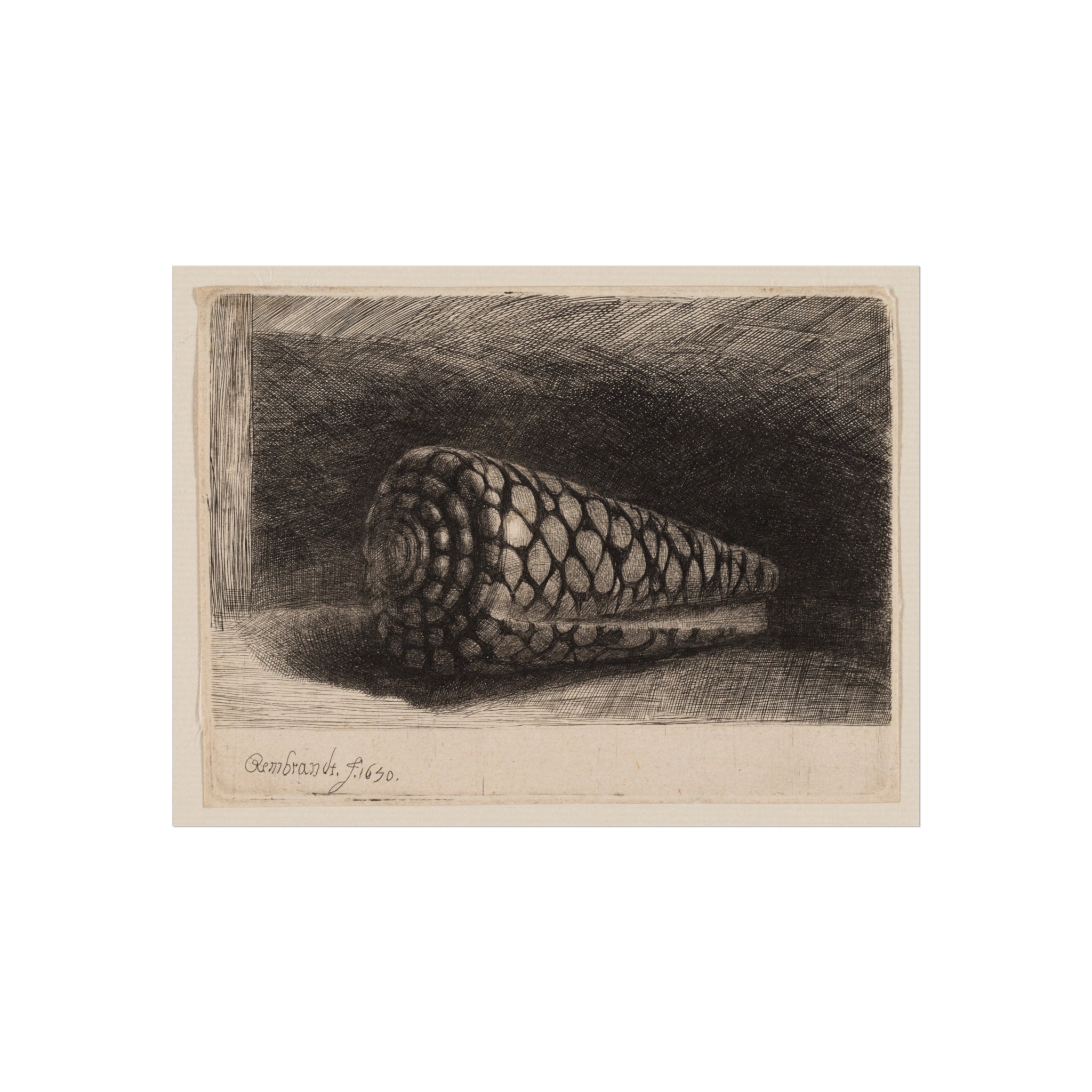 Rembrandt van Rijn - The Shell | Fine Art Poster