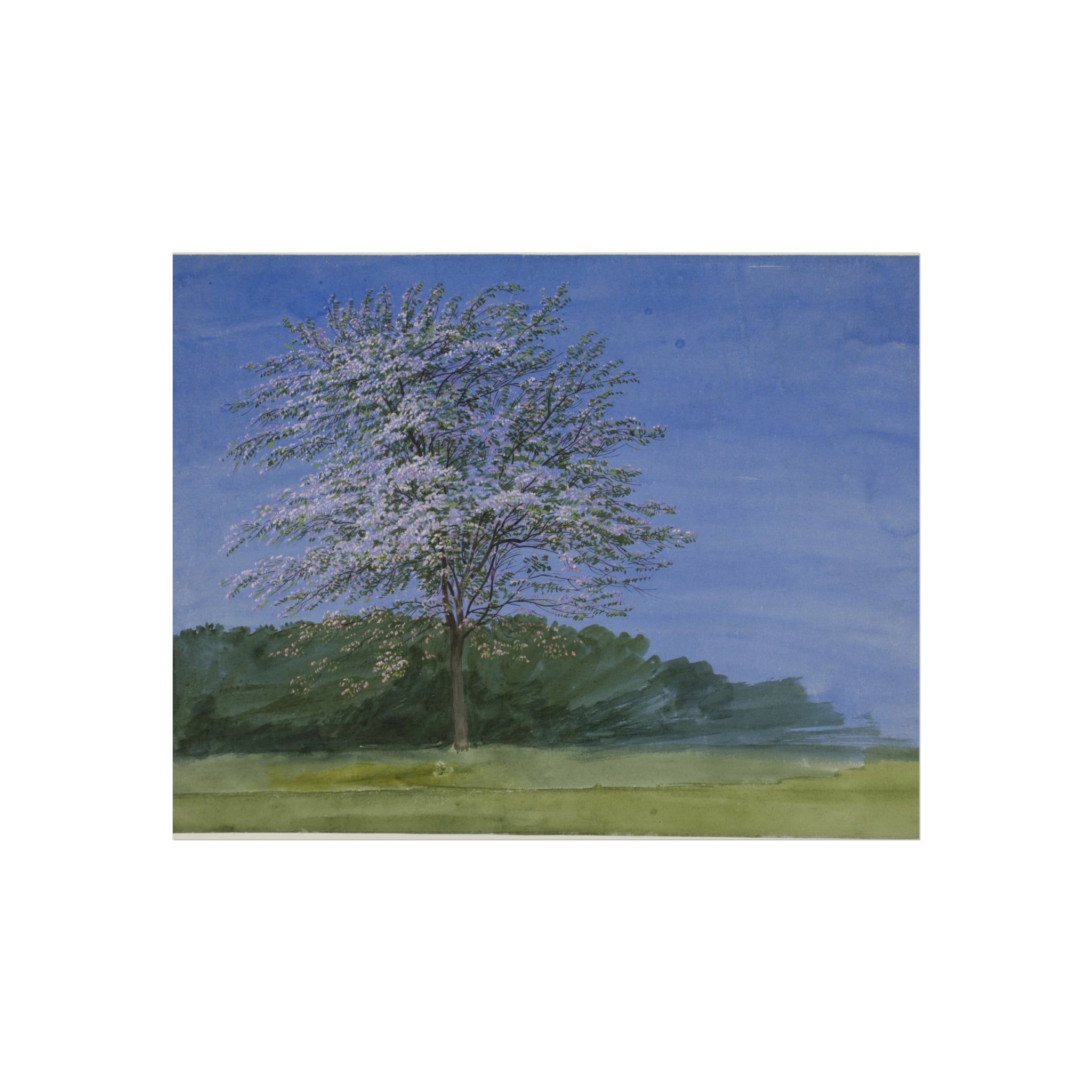 William Turner - Study of a Tree in Bloom | Fine Art Poster