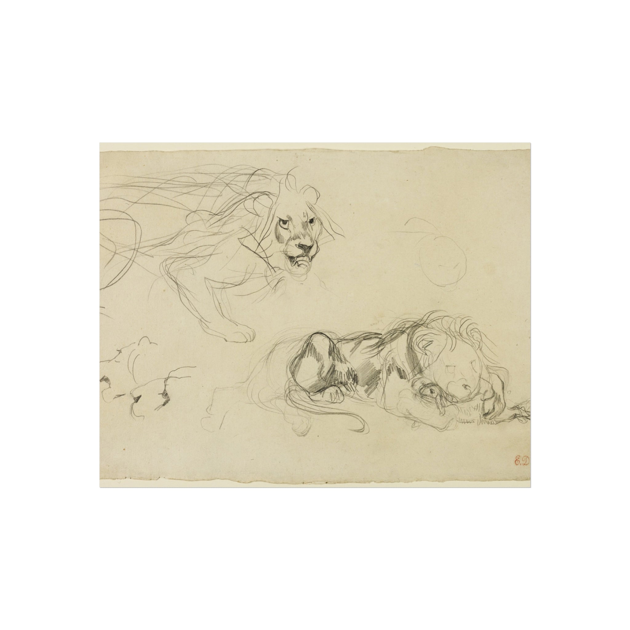 Studies of Lions Eugène Delacroix Fine Art Poster