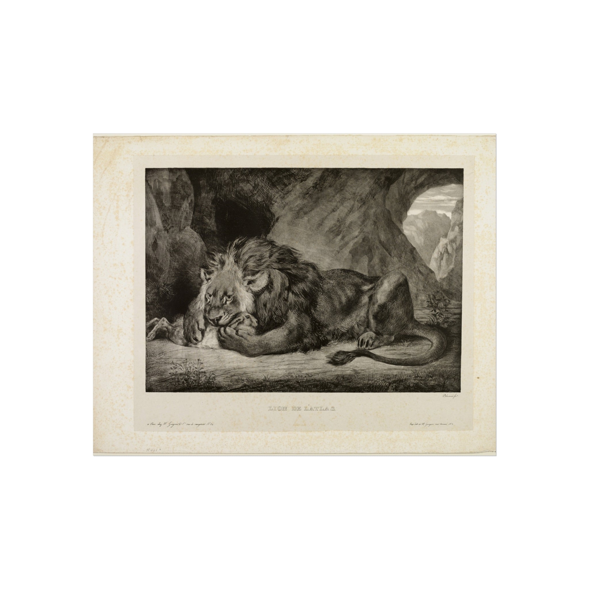 Lion of the Atlas Mountains Eugène Delacroix Fine Art Poster
