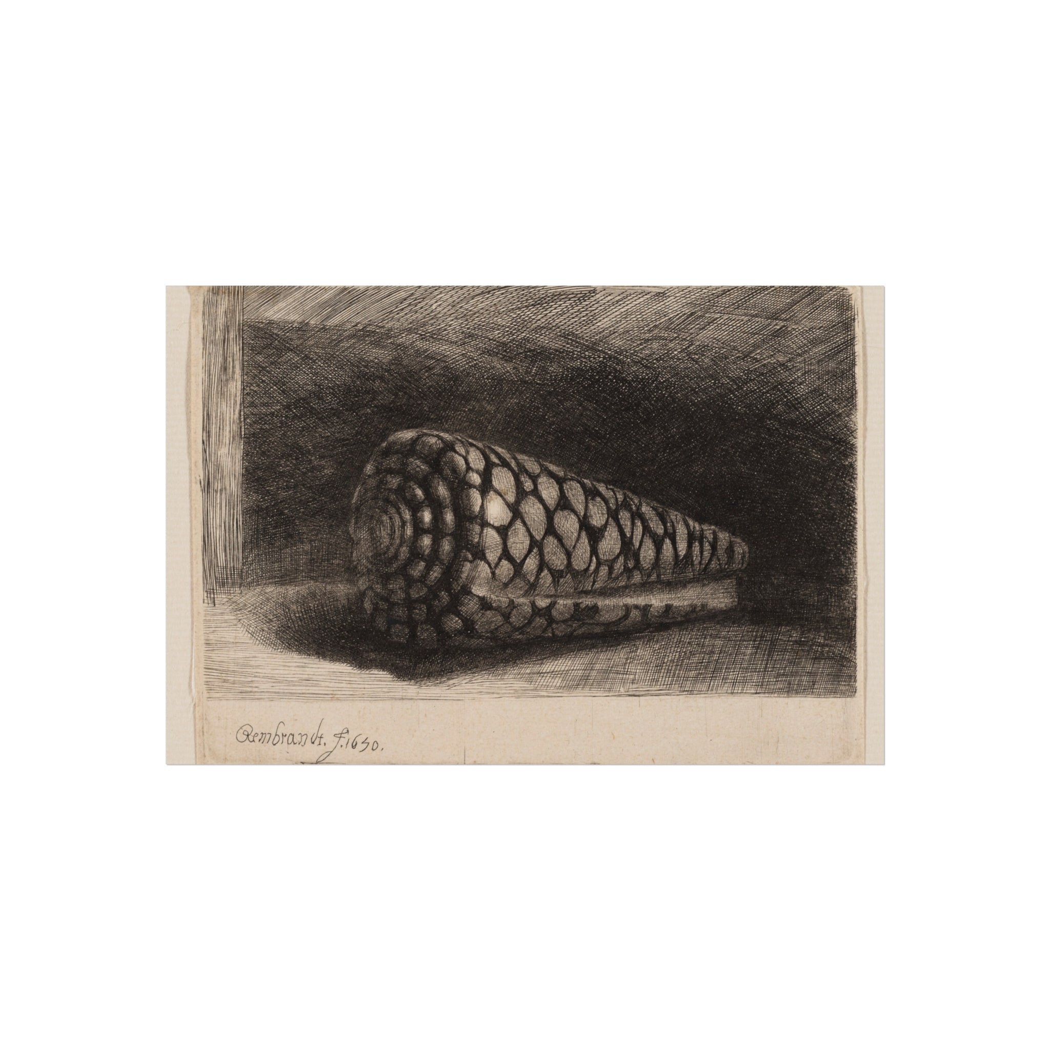 Rembrandt van Rijn - The Shell | Fine Art Poster